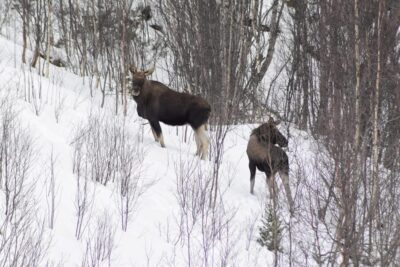 Snowmobile Sightseeing Tour
