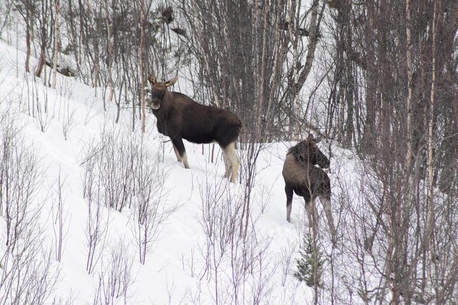 Abisko: Snowmobile Sightseeing Tour - Key points to know before you book