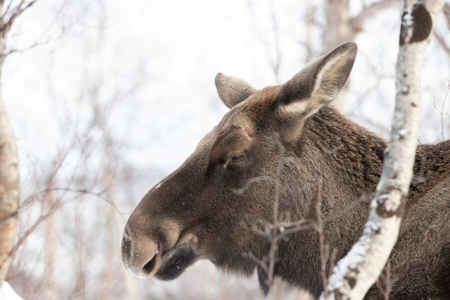 Abisko: Wilderness Snowshoe Hike - Getting used to the snowshoes