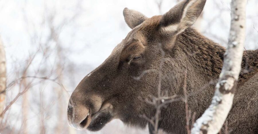 Abisko: Wilderness Snowshoe Hike - Pausing for views, tea, and photographs