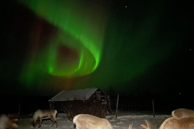 Arctic Adventure with Reindeer and Northern Lights Hunt 18:30 pm - An evening that combines reindeer and the aurora