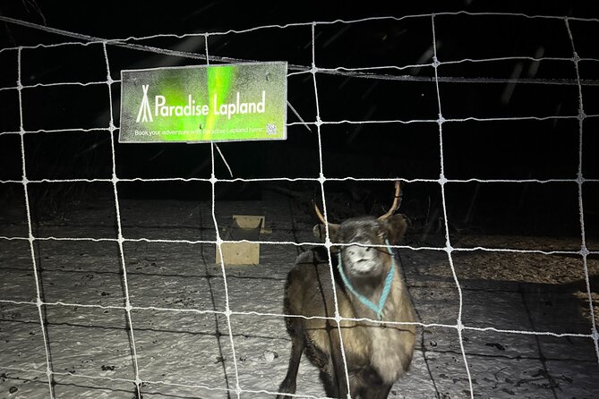 Arctic Adventure with Reindeer and Northern Lights Hunt 18:30 pm - The minibus ride from Kiruna to Övre-Soppero