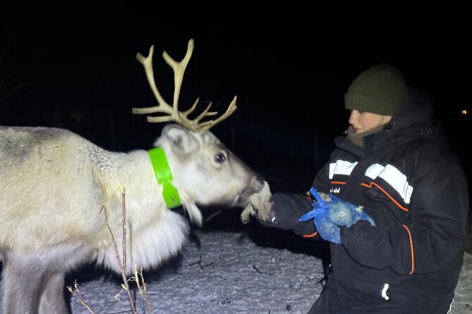 Arctic Adventure with Reindeer and Northern Lights Hunt 18:30 pm - How serious is the Northern Lights hunt?