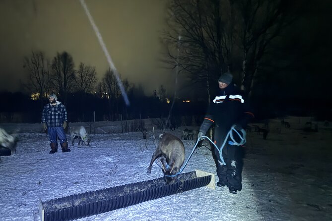 Arctic Adventure with Reindeer and Northern Lights Hunt 18:30 pm - What $250 really buys you
