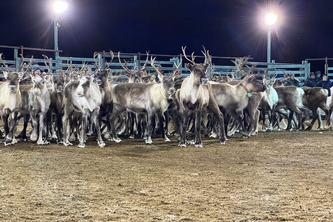 Arctic Adventure with Reindeer and Northern Lights Hunt 18:30 pm - Clothing, timing, and physical demands