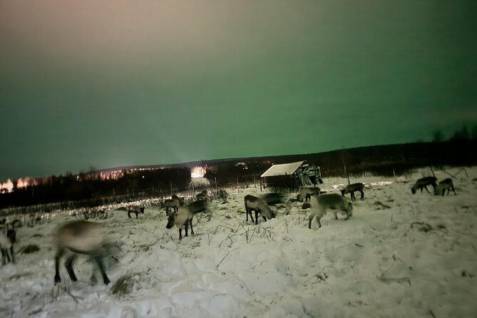 Arctic Adventure with Reindeer and Northern Lights Hunt 18:30 pm - Who should book this Kiruna experience?