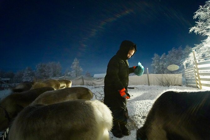 Arctic Adventure with Reindeer and Northern Lights Hunt 18:30 pm - Should you book it?