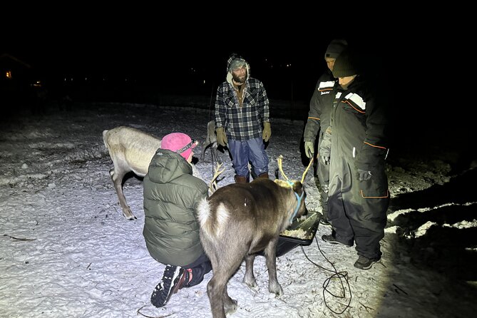 Arctic Adventure with Reindeer and Northern Lights Hunt 18:30 pm - Feeding reindeer in the winter darkness