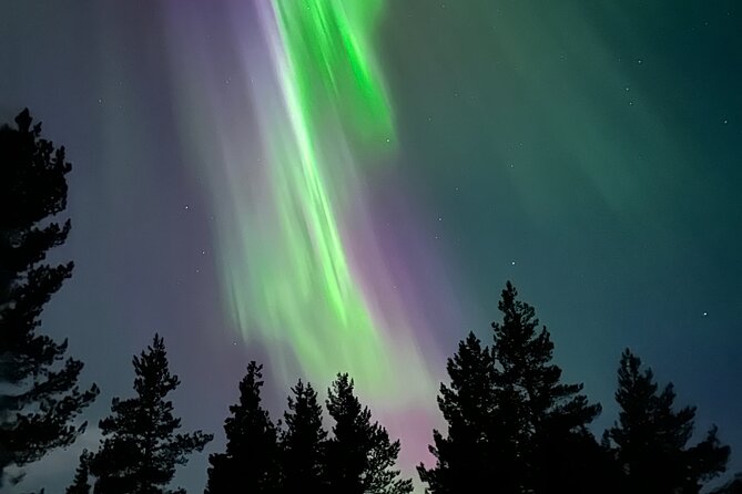 Aurora Hunting with Reindeer Caravan - Meeting the reindeer and learning the daily routine