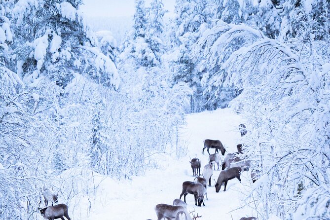 Aurora Hunting with Reindeer Caravan - What the Sámi connection adds