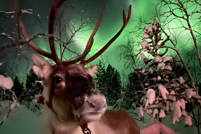 Aurora Hunting with Reindeer Caravan - Price, group size, and the time commitment