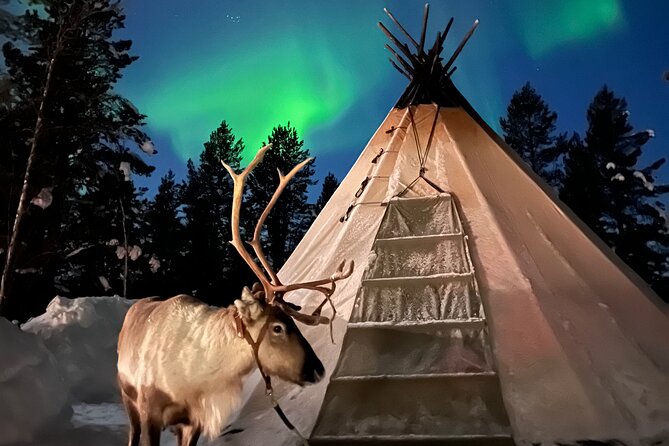Aurora Hunting with Reindeer Caravan - The traditional reindeer sled ride