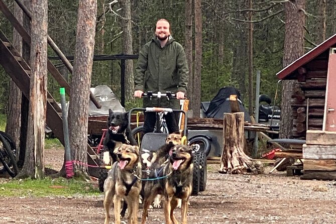 Autumn Husky Sit and Drive Cart Tour from Kiruna - Meeting a kennel of about 80 huskies