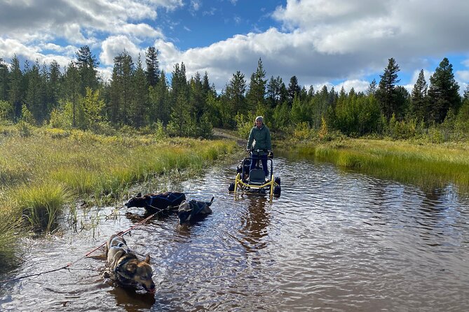 Autumn Husky Sit and Drive Cart Tour from Kiruna - Harnessing the dogs before the ride