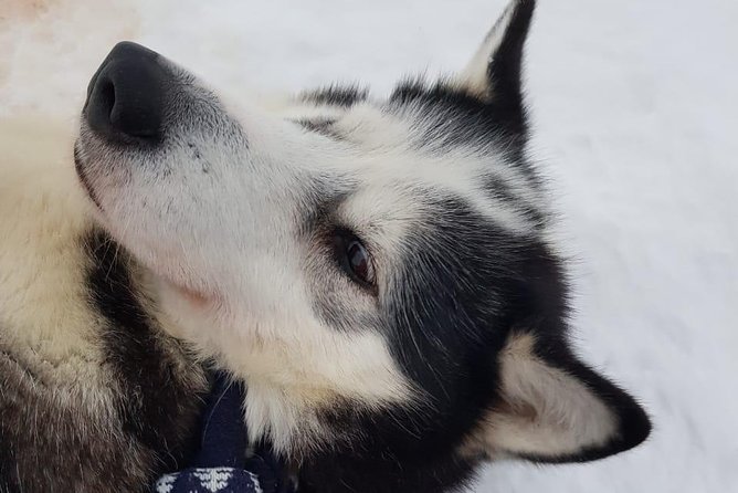 Dogsled Adventure Kiruna - Meeting the dogs after the ride