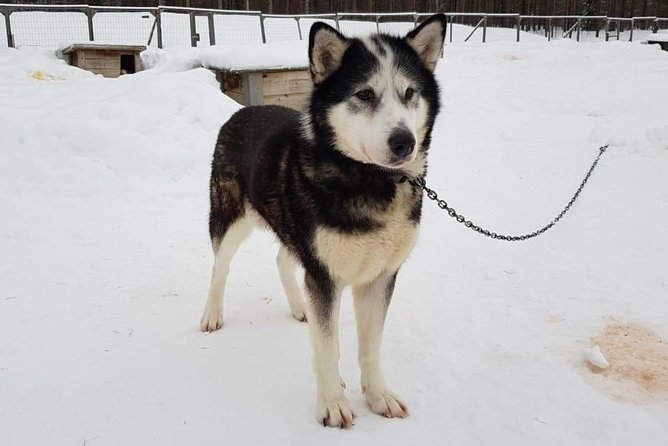 Dogsled Adventure Kiruna - How cold is it, and what should you wear?
