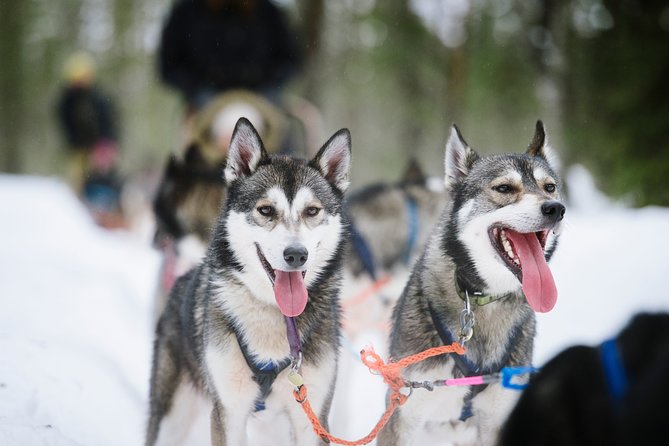Dogsled Adventure Kiruna - Who will enjoy this most?