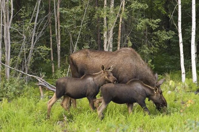 Evening Wildlife Safari from Stockholm - What the four-hour timing really means