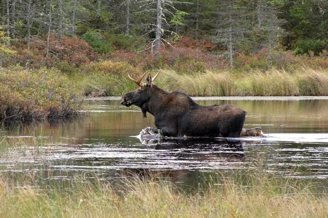 Evening Wildlife Safari Stockholm - A country evening just outside Stockholm
