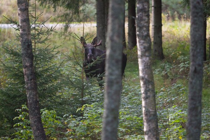 Evening Wildlife Safari Stockholm - How the evening feels in practice