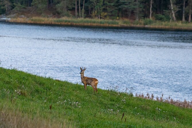 Evening Wildlife Safari with Campfire Dinner from Stockholm - Key points before you book