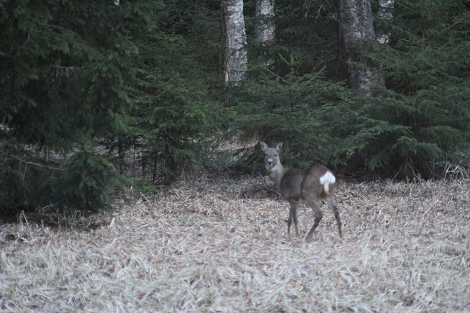 Evening Wildlife Safari with Campfire Dinner from Stockholm - Searching for wildlife after dusk
