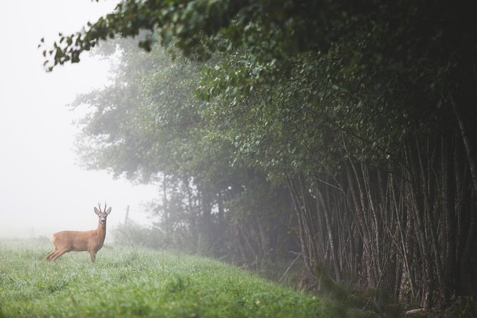 Evening Wildlife Safari with Campfire Dinner from Stockholm - Who will enjoy this evening most?