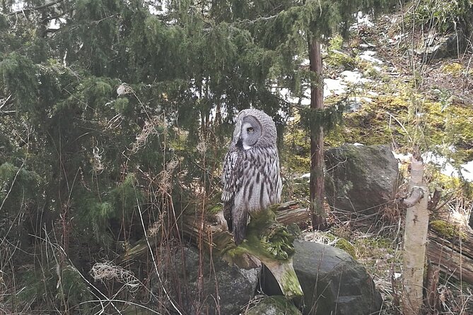 Evening Wildlife Safari with Campfire Dinner from Stockholm - Walking the forest trails and lake paths