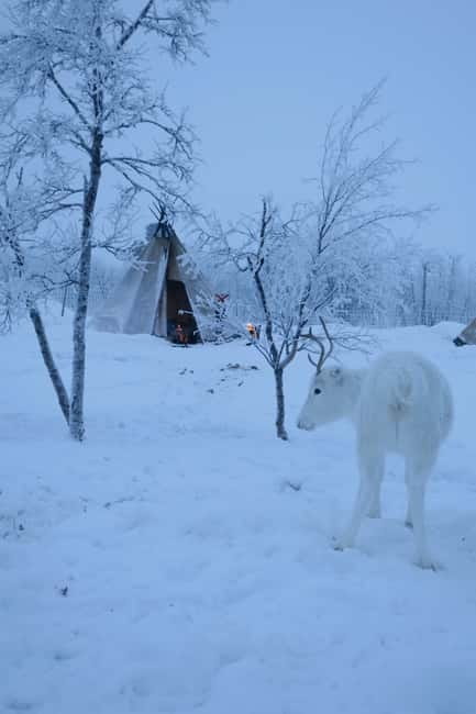 Experience the majestic Auroras Kiruna-Abisko & lodge dinner - Arctic Clothing Makes the Evening Easier