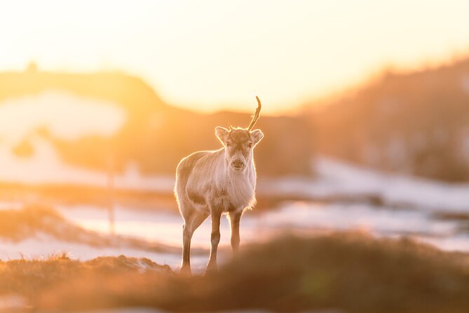 Explore the Norwegian Fjords and the Wildlife From Abisko - Choosing the fjord by weather and wildlife