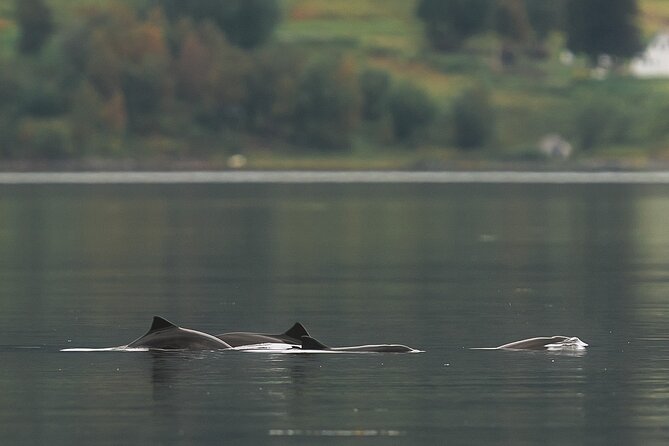 Explore the Norwegian Fjords and the Wildlife From Abisko - Should you book Explore the Norwegian Fjords and the Wildlife From Abisko?