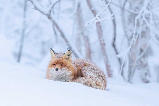 Explore the Norwegian Fjords and the Wildlife From Abisko - What the six-hour day feels like