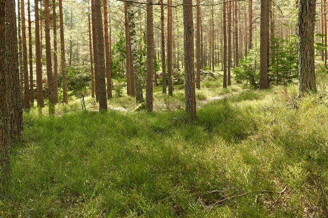 Forestbathing Slow Walking and Healing Spring Water, Stockholm - Meditation, grounding, and the option to swim