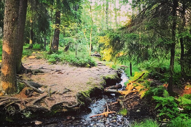 Forestbathing Slow Walking and Healing Spring Water, Stockholm - Who will enjoy this experience most