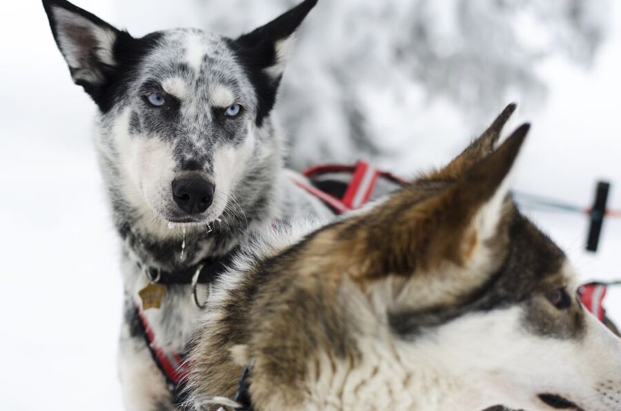From Abisko: Dog Sledding Excursion to Kiruna with Fika - Key points to know before booking
