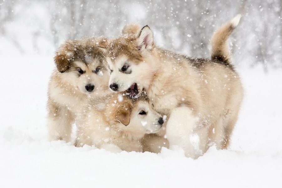 From Abisko: Dog Sledding Excursion to Kiruna with Fika - The bus ride from Abisko to Kiruna