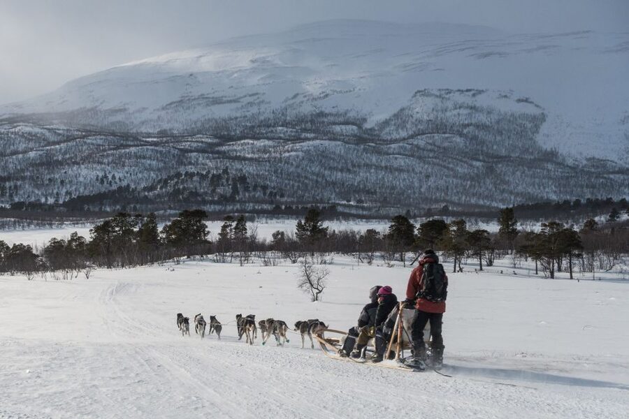 From Abisko: Dog Sledding Excursion to Kiruna with Fika - A 10 to 12 km ride through Arctic country