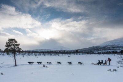 Dog Sledding Excursion to Kiruna with Fika