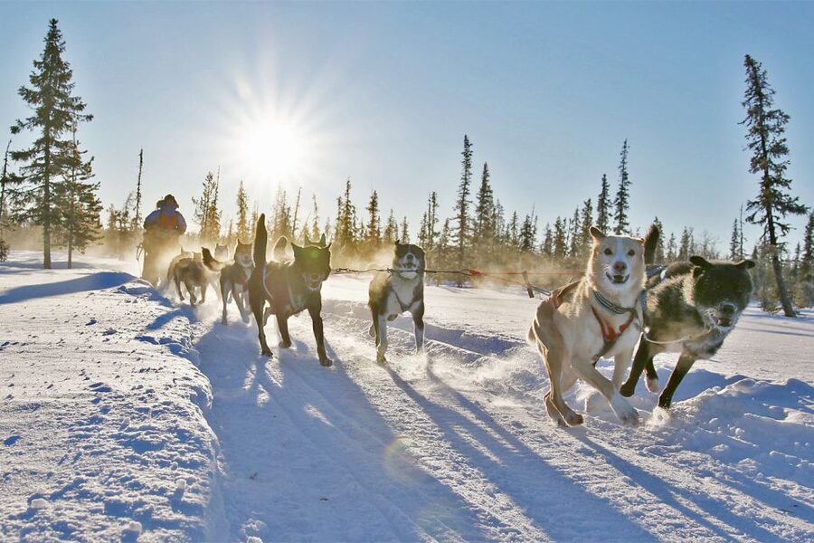 From Abisko: Dog Sledding Excursion to Kiruna with Fika - Warming up with fire, coffee, and cinnamon buns