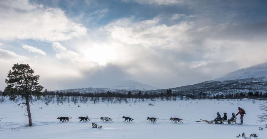 From Abisko: Dog Sledding Excursion to Kiruna with Fika - Who will enjoy this most?