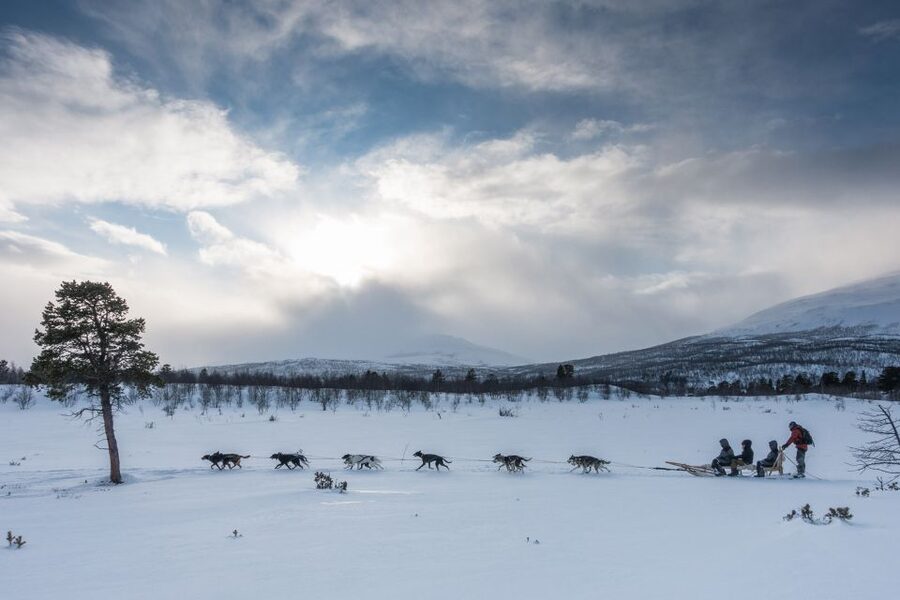 From Abisko: Dog Sledding Excursion to Kiruna with Fika - Getting ready at the sled camp