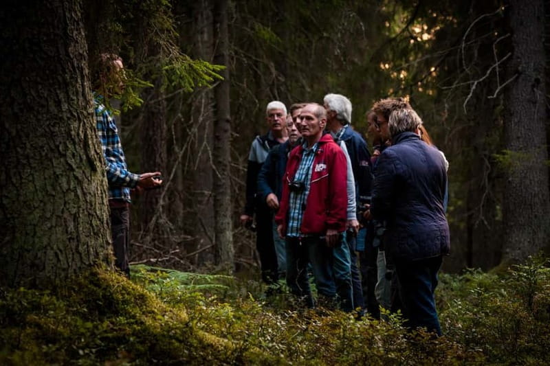 From Stockholm: Moose & Wildlife Safari with Campfire Dinner - The evening drive to several wildlife hotspots