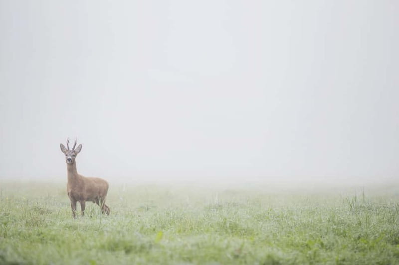 From Stockholm: Moose & Wildlife Safari with Campfire Dinner - Is $151 a fair price?