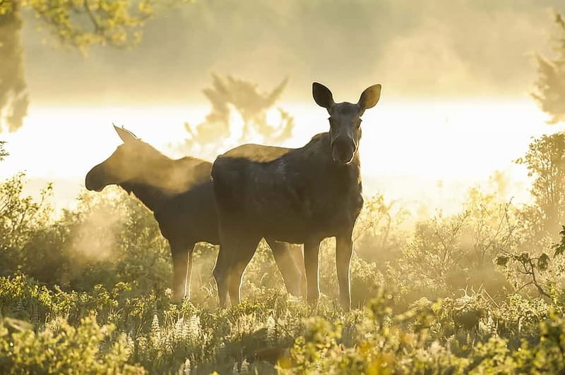 From Stockholm: Moose & Wildlife Safari with Campfire Dinner - Who will enjoy this most