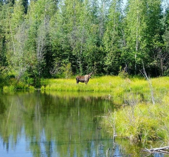 From Stockholm: Moose & Wildlife Safari with Campfire Dinner - A short hike with a useful purpose