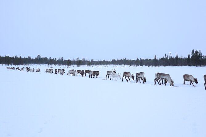 Full-Day Reindeer Tour with Pickup in Kiruna - The drive from Kiruna takes patience