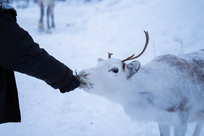Full-Day Reindeer Tour with Pickup in Kiruna - Feeding the reindeer is the heart of the visit