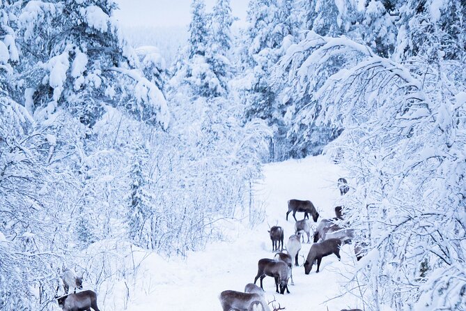 Full-Day Reindeer Tour with Pickup in Kiruna - Sámi culture comes through the daily work