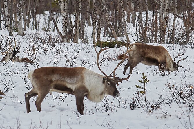 Half day Wildlife and Nature Photography - Pickup times and the Kiruna meeting point