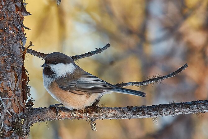Half day Wildlife and Nature Photography - Learning the camera before the search begins
